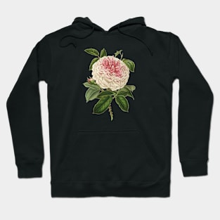 Beautiful Rose Flower Vintage Botanical Illustration Hoodie